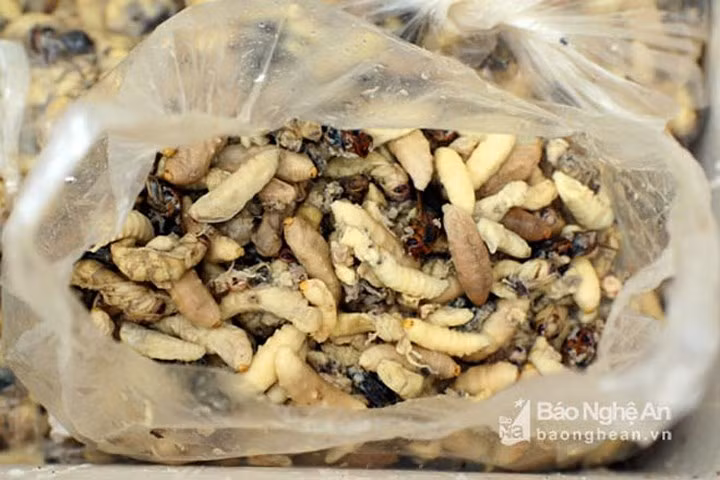 Nhộng ong đất được bà con đào về bán với giá 150.000 đồng/kg.