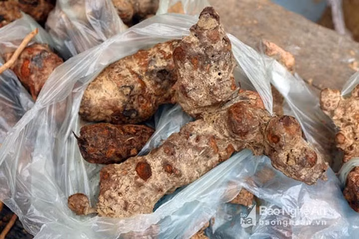 Hục hặc - loại củ lấy từ lòng đất có tác dụng an thần bổ dưỡng xuất hiện nhiều trong chợ phiên.