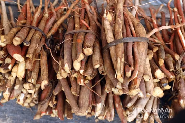 Mú từn, một loại sâm đất có tác dụng bồi bổ sức khỏe, tăng cường sinh lực cũng được bày bán với giá 5.000 đồng/bó.