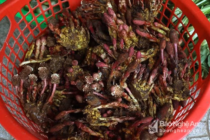 Thời điểm này, bà con bắt đầu lên rừng hái đặc sản nấm ngọc cẩu mang về bán với giá 30.000 đồng/kg.