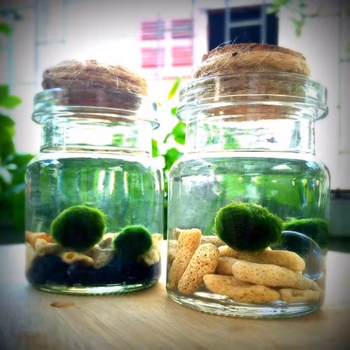 Người chơi thường gọi tảo cầu xanh Nhật Bản là thú cưng bởi chúng không những di chuyển được mà còn có thể sinh sản. (Ảnh: Zing)