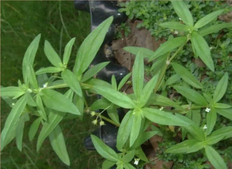 Cay moc dai vi la “tien thao” duoc ban voi gia dat do