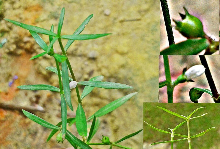 Cay moc dai vi la “tien thao” duoc ban voi gia dat do-Hinh-2