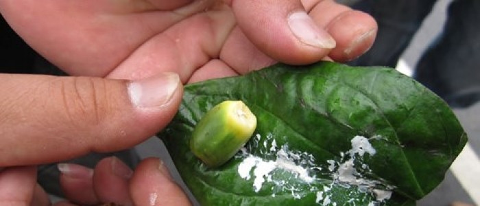 Đặc biệt, thành phần vôi trong miếng trầu còn được biết có khả năng gây ra kích thích và tăng sản niêm mạc miệng. Vôi và hạt cau gây ra phản ứng oxy đặc biệt, có thể gây ra tổn thương oxy hóa DNA của tế bào niêm mạc miệng của những người nhai trầu. Ảnh: Internet.