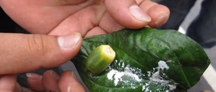 Đặc biệt, thành phần vôi trong miếng trầu còn được biết có khả năng gây ra kích thích và tăng sản niêm mạc miệng. Vôi và hạt cau gây ra phản ứng oxy đặc biệt, có thể gây ra tổn thương oxy hóa DNA của tế bào niêm mạc miệng của những người nhai trầu. Ảnh: Internet.