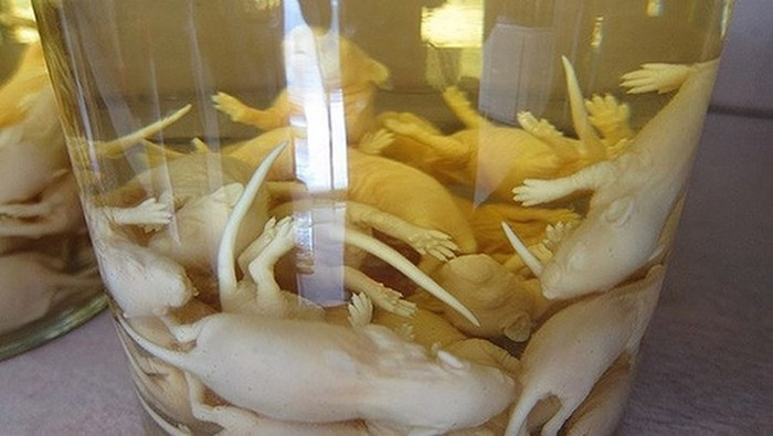 Lúc này, chuột được làm sạch bằng rượu rồi từ từ xếp vào chai. Không ít người cảm thấy ám ảnh khi chứng kiến những chú chuột run rẩy dưới lớp da mỏng tang, mắt nhằm nghiền liên tục quằn quại đến chết khi rượu gạo được đổ vào.