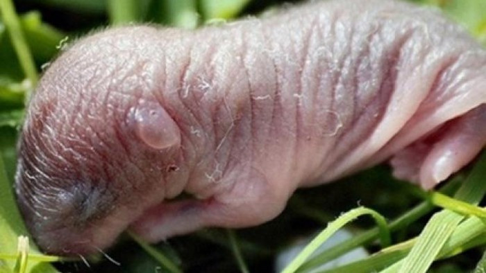 Chuột bao tử đạt chuẩn để ngâm rượu phải là những chú chuột còn tươi sống. Người ta tin rằng, chuột bao tử từ lúc sinh ra hoàn toàn sống bằng sữa mẹ nên bổ lại càng bổ hơn.