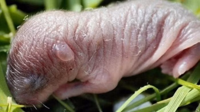 Chuột bao tử đạt chuẩn để ngâm rượu phải là những chú chuột còn tươi sống. Người ta tin rằng, chuột bao tử từ lúc sinh ra hoàn toàn sống bằng sữa mẹ nên bổ lại càng bổ hơn.