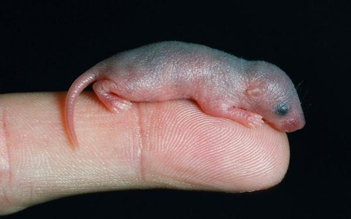 Từ lâu, thịt chuột từng được cư dân nhiều quốc gia như Việt Nam, Trung Quốc sử dụng chế biến thức ăn vì có lượng mỡ thấp, độ đạm cao.