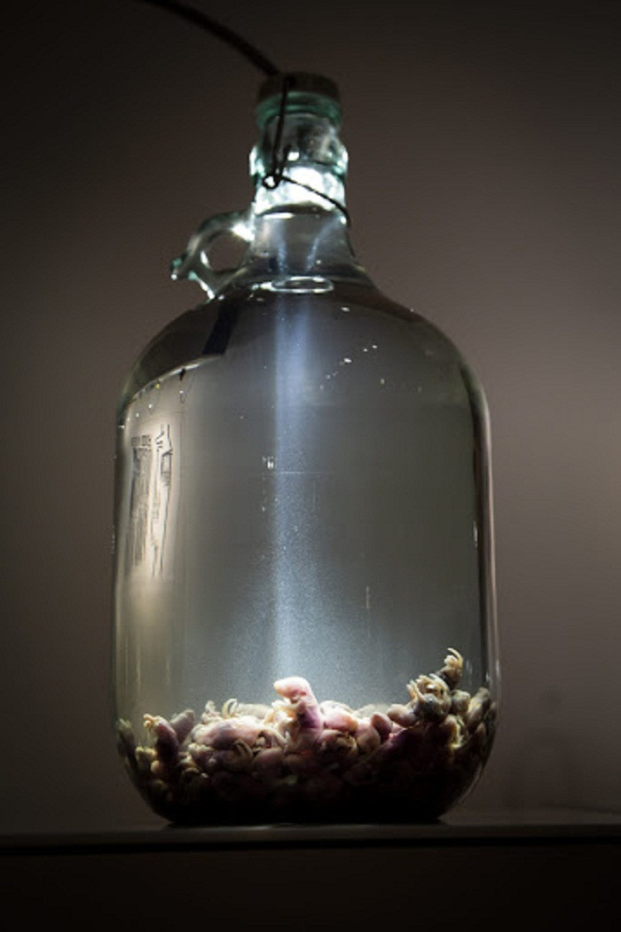 Cứ như vậy, những chú chuột đáng thương chìm nghỉm trong rượu. Sau 12 – 14 tháng, chúng được xem là “an toàn” để thưởng thức.