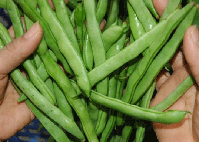 Đặc biệt, đậu xanh còn có tác dụng cải thiện tình trạng sức khỏe vùng ngực, giảm đau, giảm chứng phì đại tuyến vú, ngăn ngừa ung thư.