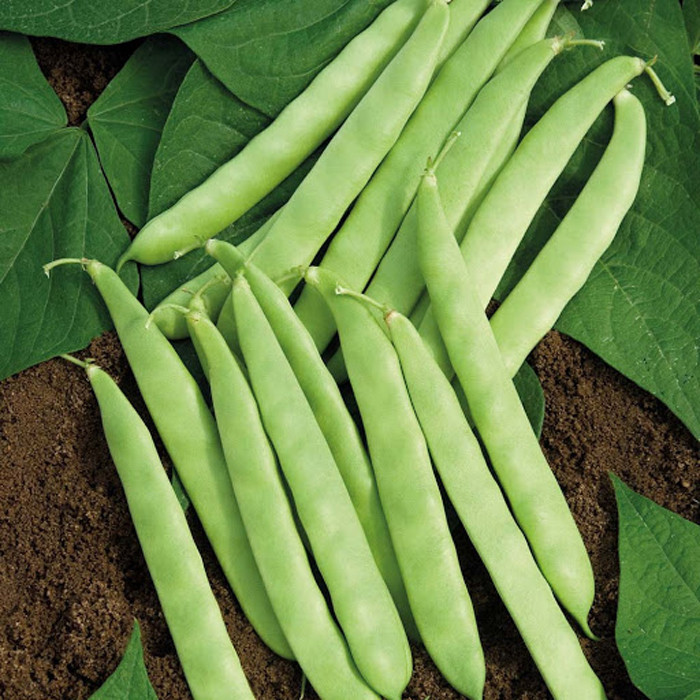 Đậu xanh. Đậu xanh được trồng nhiều, thích hợp ăn trong thời gian thu đông. Khi đi vào cơ thể, các chất có trong loại quả này mang lại tác dụng thanh nhiệt, giải độc.