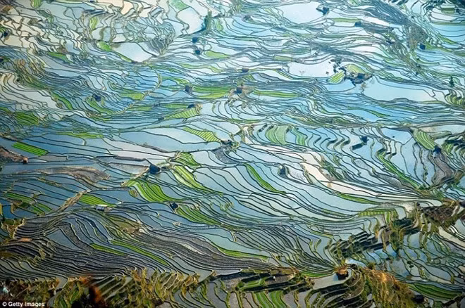 Ruộng bậc thang Nguyên Dương, Miệng Lão Hổ, Trung Quốc.