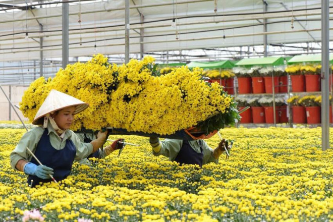 Tet 2023: Gia hoa du bao se tang 10- 30%