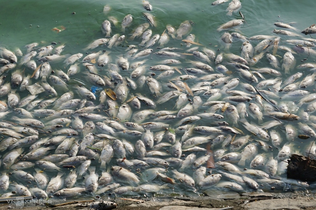 Cá chết trắng hồ điều hòa lớn nhất Hải Phòng Ca chet trang ho dieu hoa lon nhat Hai Phong
