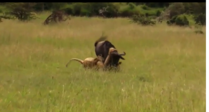 Nghỉ trưa của linh dương đầu bò thành "giấc ngủ ngàn thu" Nghi trua cua linh duong dau bo thanh