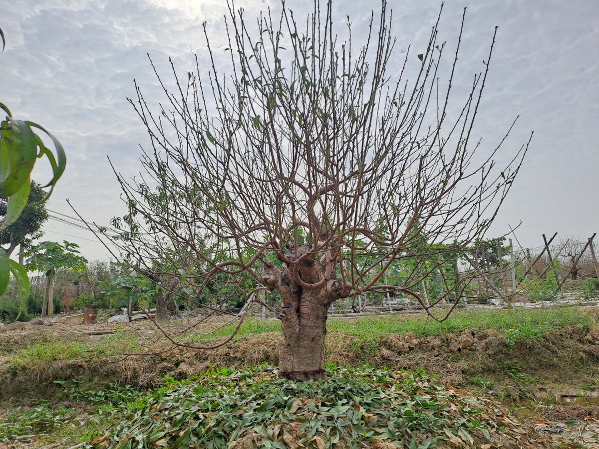 Cùng chung nỗi lo với ông Thành còn rất nhiều hộ dân trồng đào khác tại thôn Đức Phong cũng đang ngóng rét đậm từng ngày.