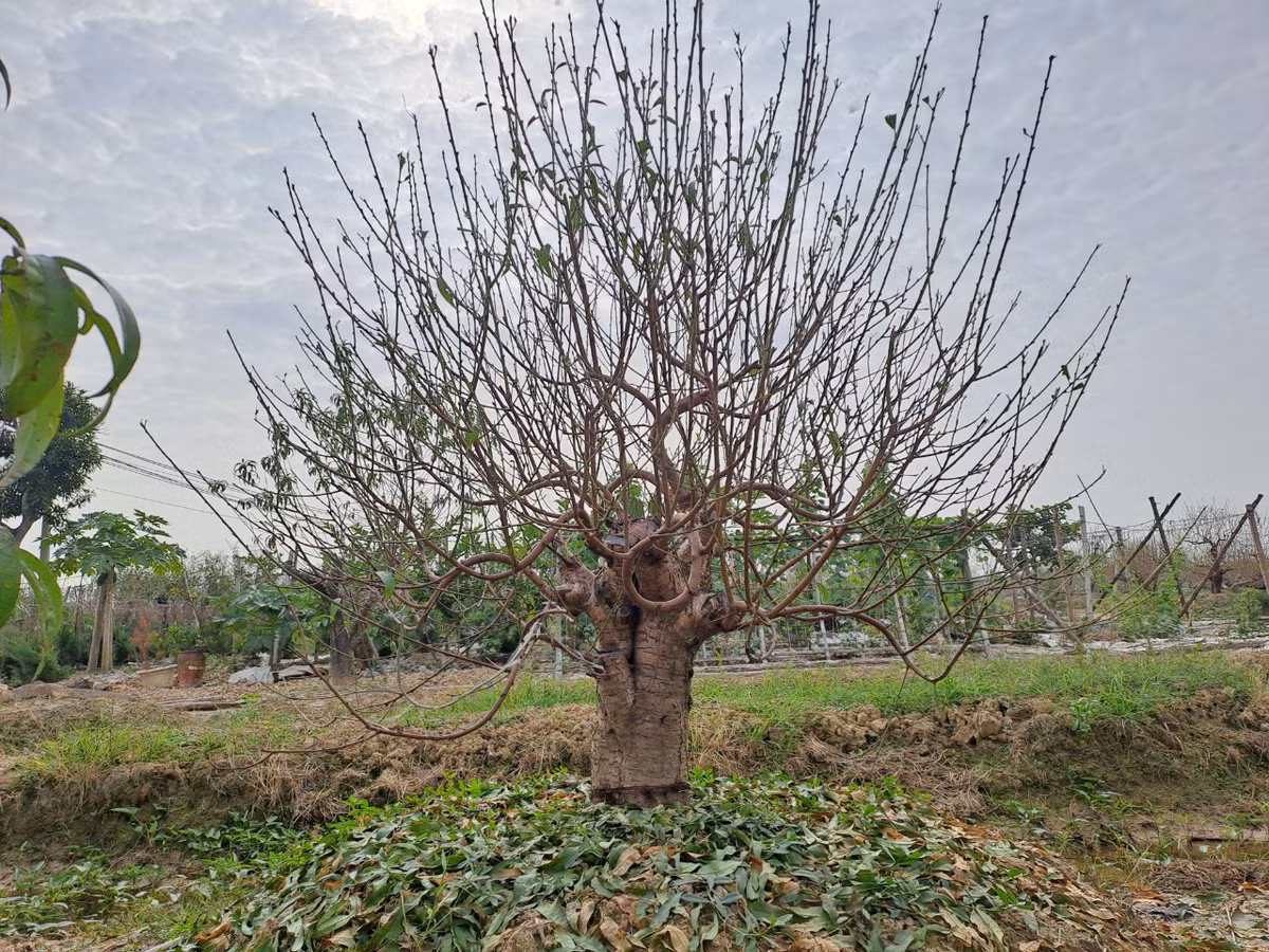 Cùng chung nỗi lo với ông Thành còn rất nhiều hộ dân trồng đào khác tại thôn Đức Phong cũng đang ngóng rét đậm từng ngày.