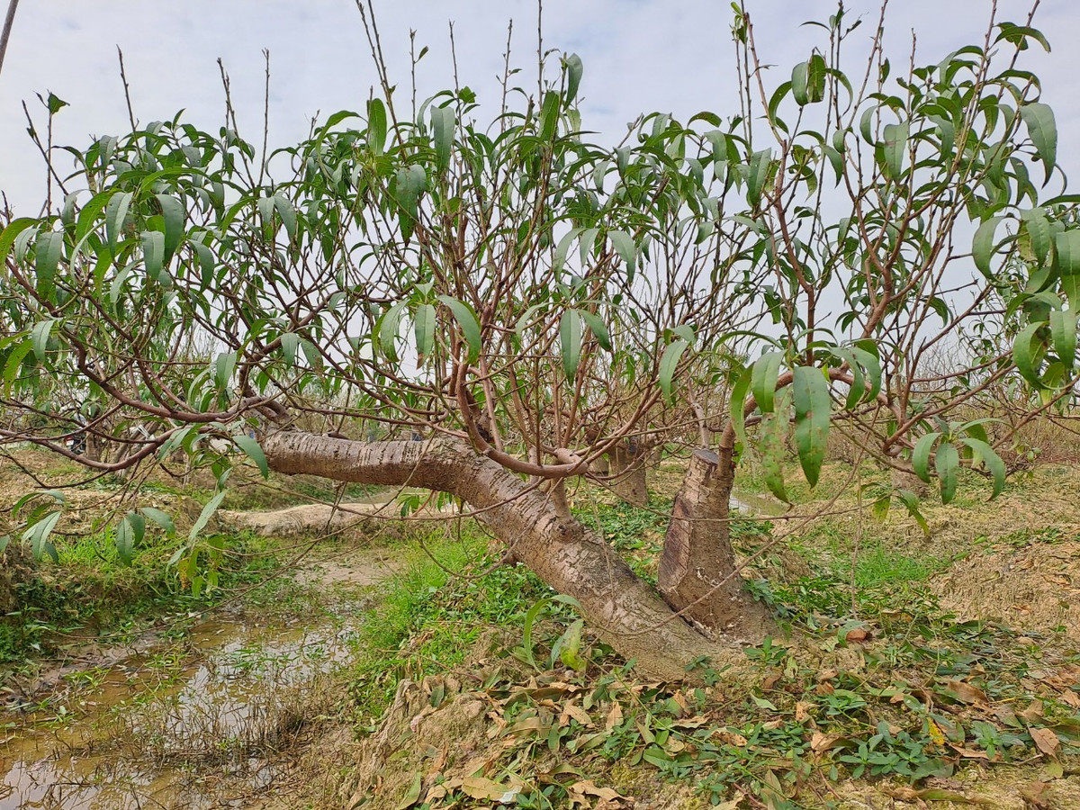 Cũng theo ông Thăng: "Cuối năm thu về một khoản vài trăm triệu, tưởng là to nhưng thực ra trừ chi phí các loại đi thì cũng không được nhiều, hơn cấy lúa một chút. Trồng đào thực sự vất vả nhưng vì đam mê nên bao năm nay tôi vẫn duy trì...".