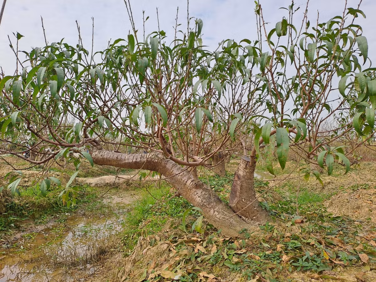 Cũng theo ông Thăng: "Cuối năm thu về một khoản vài trăm triệu, tưởng là to nhưng thực ra trừ chi phí các loại đi thì cũng không được nhiều, hơn cấy lúa một chút. Trồng đào thực sự vất vả nhưng vì đam mê nên bao năm nay tôi vẫn duy trì...".