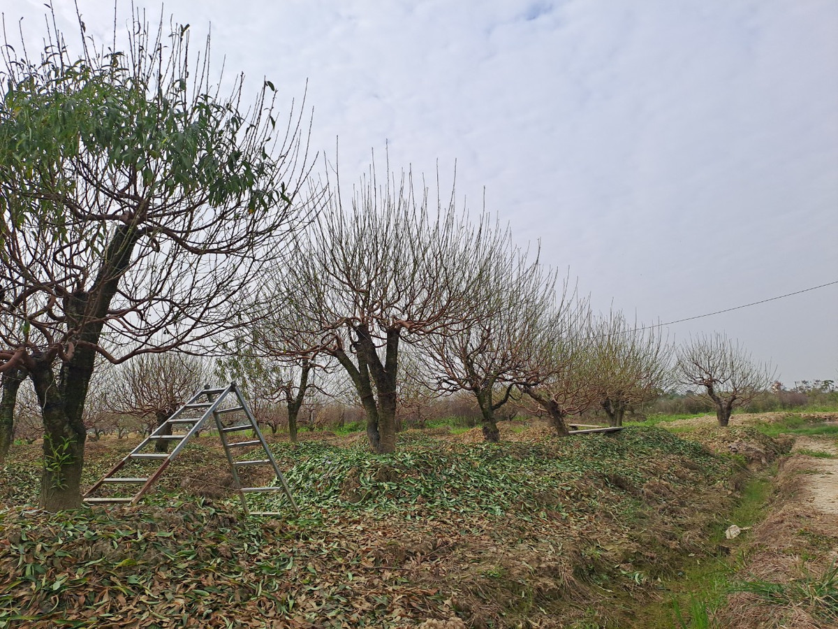 Là một trong những làng trồng đào có tiếng ở Hải Phòng, Đức Phong đã trở thành địa chỉ quen thuộc với những người chơi đào.