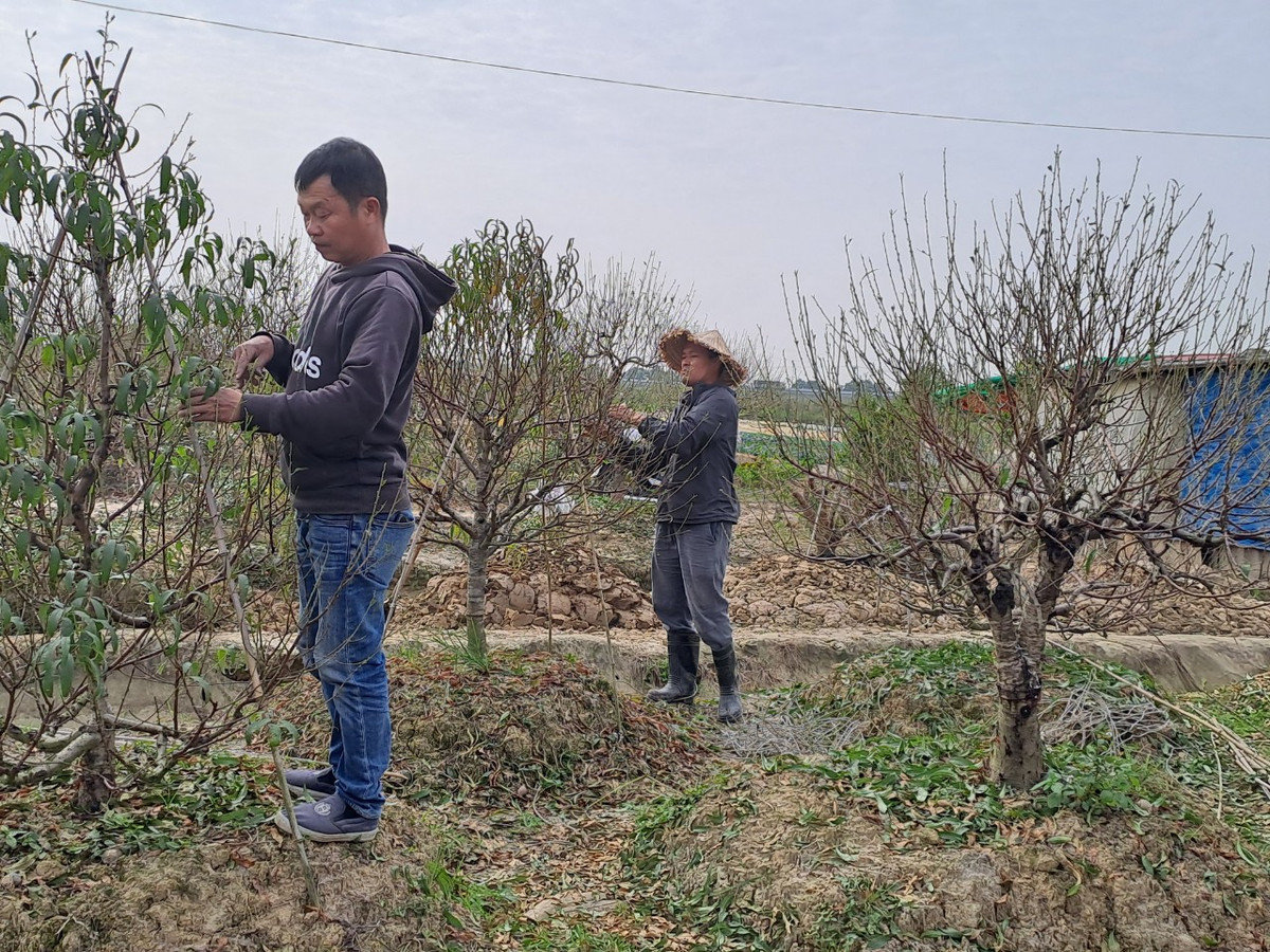 Cùng chung đam mê chơi, trồng đào giống như ông Thăng, ông Hoàng Văn Thành, một hộ dân trồng đào tại thôn Đức Phong cho biết: "Trồng đào vất vả như nuôi con thơ vậy. Đầu năm tất bật đi thu mua gốc về trồng, cuối năm lại tất bật đánh đào lên bán...