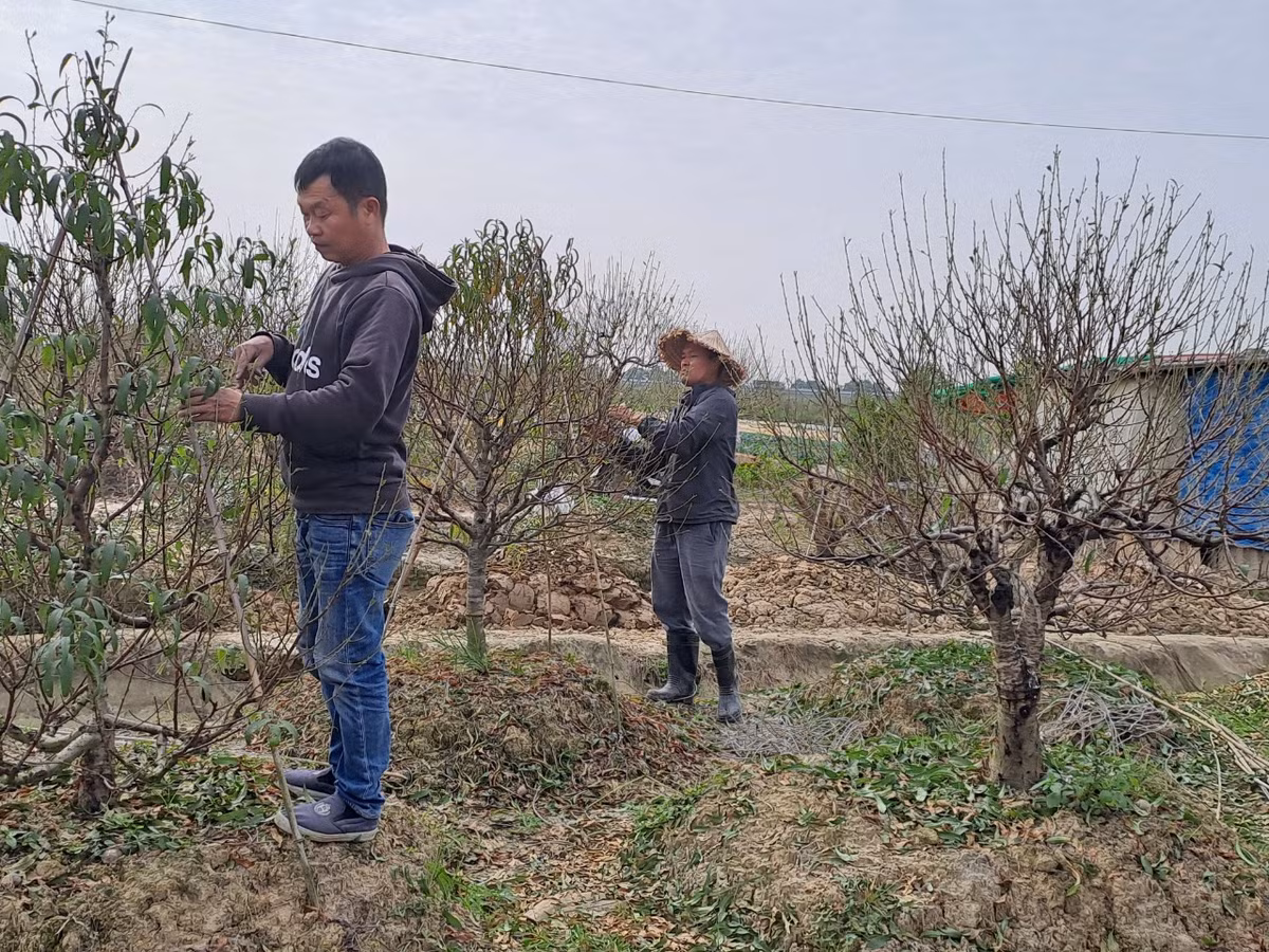 Cùng chung đam mê chơi, trồng đào giống như ông Thăng, ông Hoàng Văn Thành, một hộ dân trồng đào tại thôn Đức Phong cho biết: "Trồng đào vất vả như nuôi con thơ vậy. Đầu năm tất bật đi thu mua gốc về trồng, cuối năm lại tất bật đánh đào lên bán...