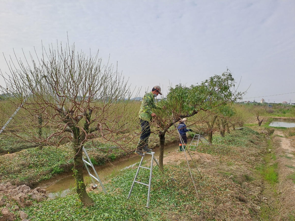 Ông Nguyễn Văn Thăng, một hộ dân trồng đào lâu năm tại thôn Đức Phong đang cùng các nhân công khẩn trương vặt lá đào. Ông Thăng cho biết, hàng năm cứ cách Tết khoảng hơn một tháng là thời điểm phù hợp để người trồng đào vặt lá, chuẩn bị cho vụ hoa Tết.