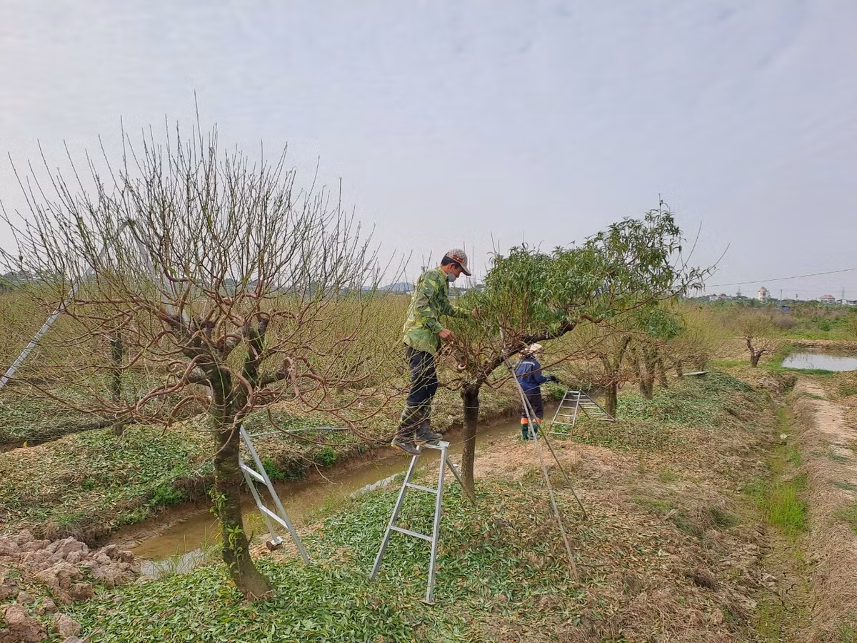 Ông Nguyễn Văn Thăng, một hộ dân trồng đào lâu năm tại thôn Đức Phong đang cùng các nhân công khẩn trương vặt lá đào. Ông Thăng cho biết, hàng năm cứ cách Tết khoảng hơn một tháng là thời điểm phù hợp để người trồng đào vặt lá, chuẩn bị cho vụ hoa Tết.