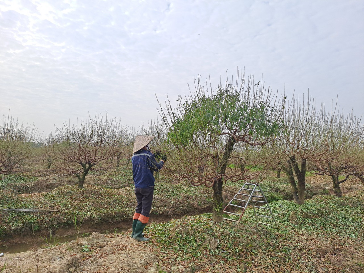 Tại ruộng của gia đình ông Thăng hiện có hơn 300 gốc đào. Ông đang thuê khoảng chục người để vặt lá, với chi phí 300 nghìn đồng/người/ngày.