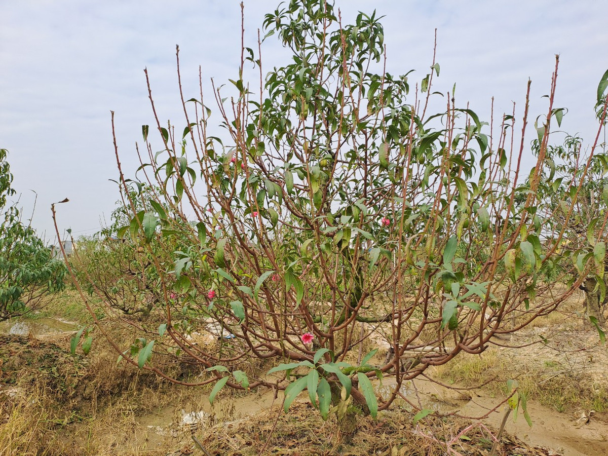 Nói về vụ đào Tết năm nay, ông Thành lo lắng: "Thực sự đêm nằm lo nơm nớp, mùa đông năm nay rét ít, nắng ấm kéo dài thế này đào lại có nguy cơ nở sớm. Mong mãi cả năm mới được vụ đào mà thời tiết thế này thì rầu lắm. Hi vọng, sang tuần có rét độ chục hôm thì may ra mới kịp Tết".