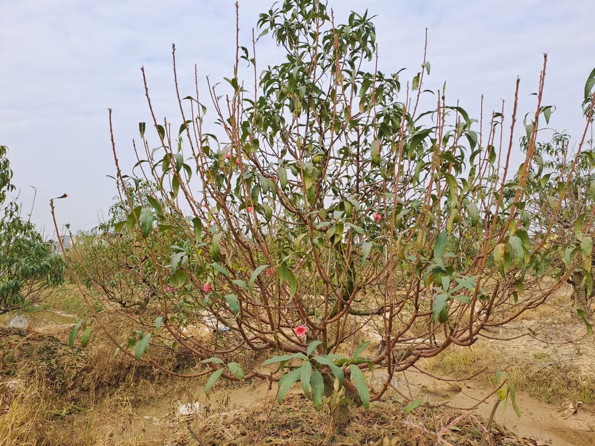 Nói về vụ đào Tết năm nay, ông Thành lo lắng: "Thực sự đêm nằm lo nơm nớp, mùa đông năm nay rét ít, nắng ấm kéo dài thế này đào lại có nguy cơ nở sớm. Mong mãi cả năm mới được vụ đào mà thời tiết thế này thì rầu lắm. Hi vọng, sang tuần có rét độ chục hôm thì may ra mới kịp Tết".