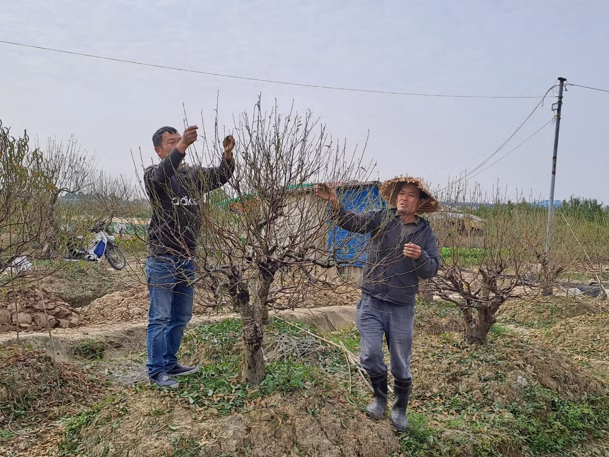 Những ngày cuối năm này, người trồng đào tại thôn Đức Phong, xã Đại Đồng, huyện Kiến Thụy, TP Hải Phòng đang cấp tập chuẩn bị cho vụ đào Tết.