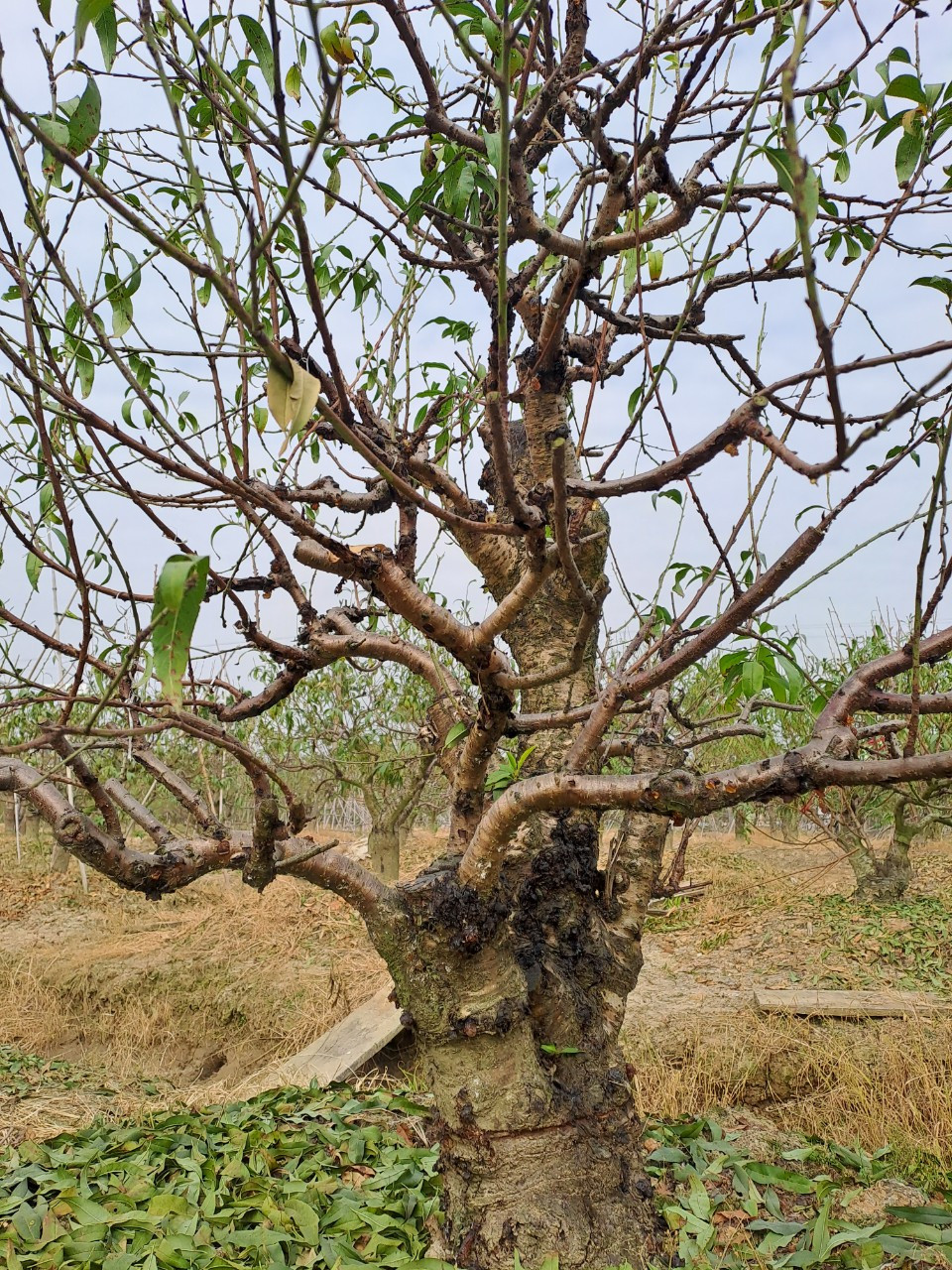 Để chăm sóc được một cây đào từ khi trồng xuống tới khi ra hoa cho kịp vụ Tết là cả một quá trình vất vả, công phu. Nếu không yêu đào thì không thể trồng được".