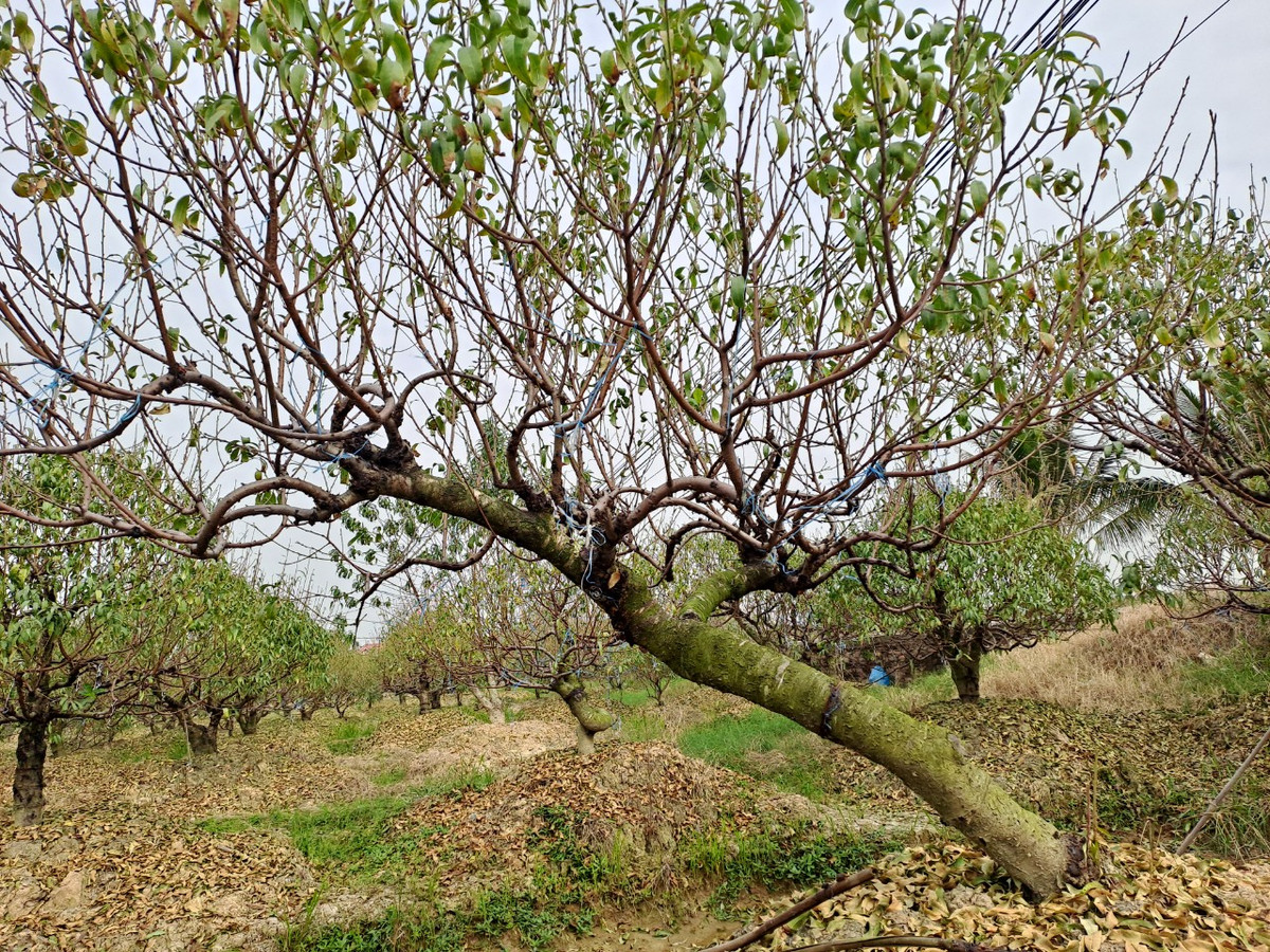 Vào vụ hoa, bình quân mỗi gốc đào ghép lâu năm sẽ có giá từ 3-5 triệu, tùy theo gốc.