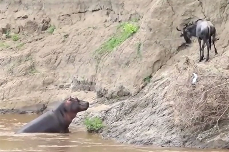 Bi ha ma nghi oan, linh duong dau bo suyt chet