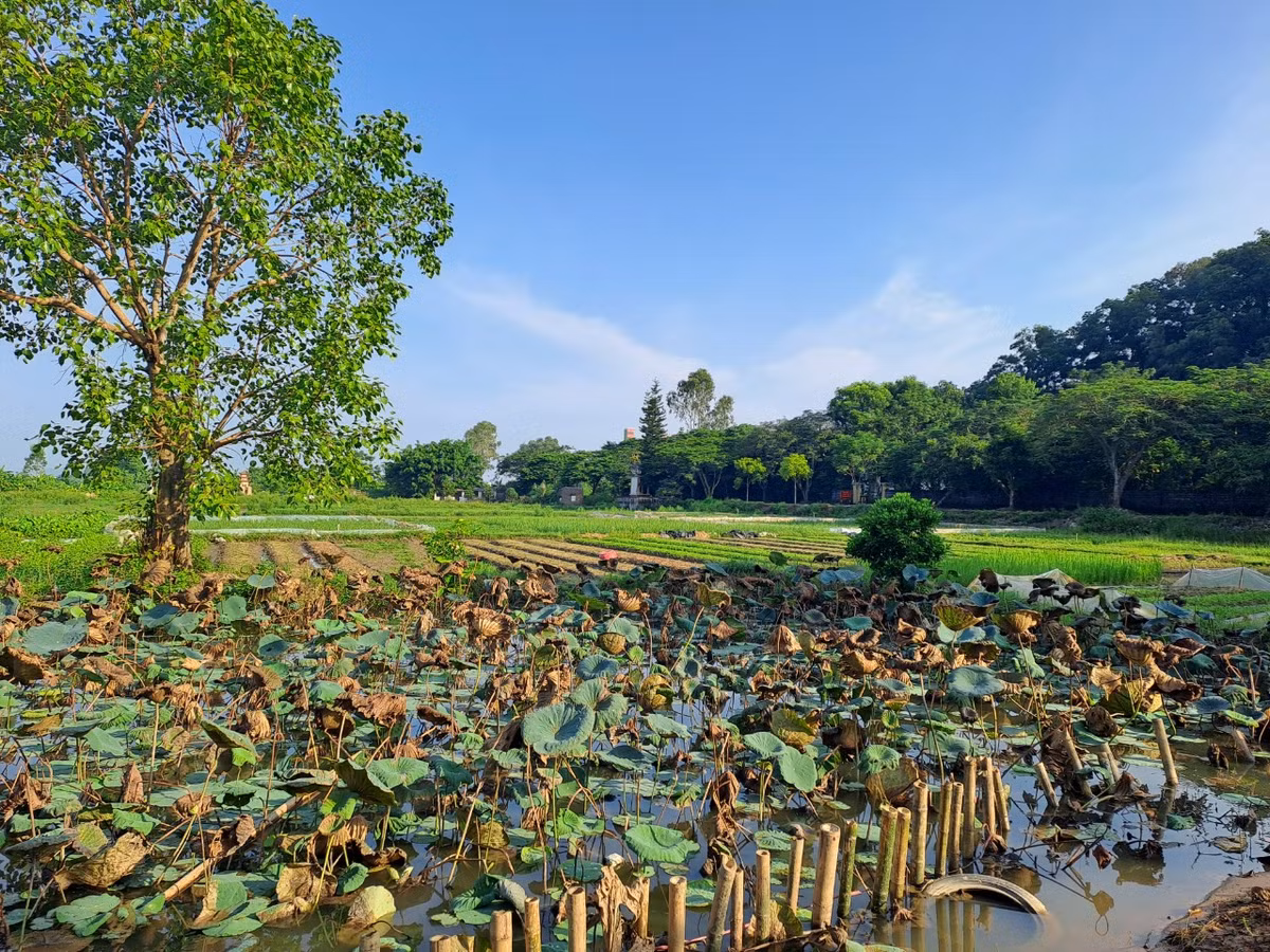 Theo ông Ngô Quang Khoát, thành viên ban quản lý Văn Miếu Xuân La, nguyên Phó Trưởng phòng văn hóa huyện Kiến Thụy kể lại: Năm 1997, trời làm hạn hán, cái ao mà người dân trong làng thường múc nước để tưới rau cũng bị khô cạn. Người trồng rau phải vét đáy ao thành những cái nhói sâu 1, 2 mét mới có nước tưới rau.