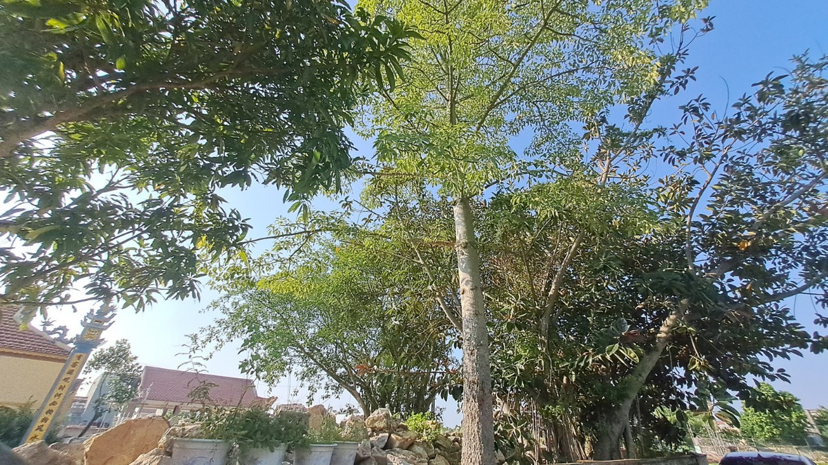 Cũng kể từ ấy cái sự học hành của làng Xuân La chìm trong tăm tối, con em trong làng dù có học giỏi đến mấy nhưng khi đi thi đều trượt. Bao nhiêu năm con em sĩ tử trong làng chán nản chẳng ai muốn học, bởi có chăm chỉ đến mấy thì công sức cũng đổ xuống sông xuống biển.