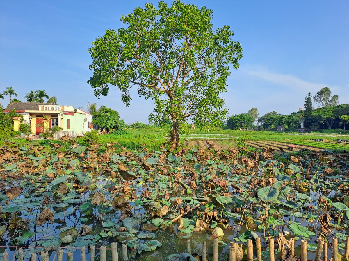 Kỳ thi năm ấy ông đỗ tiến sĩ. Khi Ngô Thái Cẩn vinh quy bái tổ về quê, có loa của triều đình về báo nhưng các chức sắc cùng dân trong làng không ai tin, chẳng ai ra nghênh đón tiến sĩ. Giận người làng quá coi thường mình nên Ngô Thái Cẩn bực tức bỏ đi. Đi qua quán đá đến ao Lĩnh trong làng ông lấy chiếc dây thừng buộc hòn đá rồi ném xuống ao.