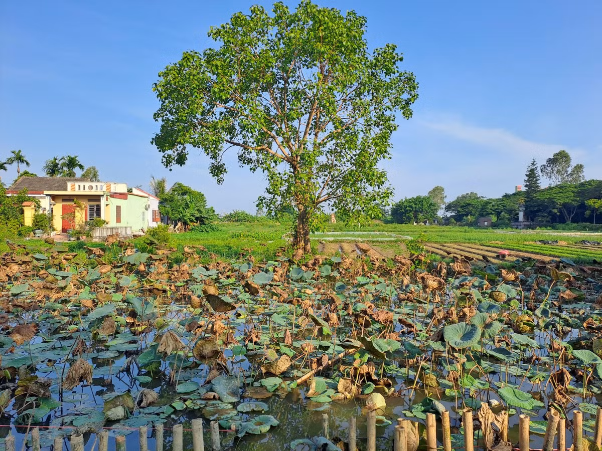 Kỳ thi năm ấy ông đỗ tiến sĩ. Khi Ngô Thái Cẩn vinh quy bái tổ về quê, có loa của triều đình về báo nhưng các chức sắc cùng dân trong làng không ai tin, chẳng ai ra nghênh đón tiến sĩ. Giận người làng quá coi thường mình nên Ngô Thái Cẩn bực tức bỏ đi. Đi qua quán đá đến ao Lĩnh trong làng ông lấy chiếc dây thừng buộc hòn đá rồi ném xuống ao.