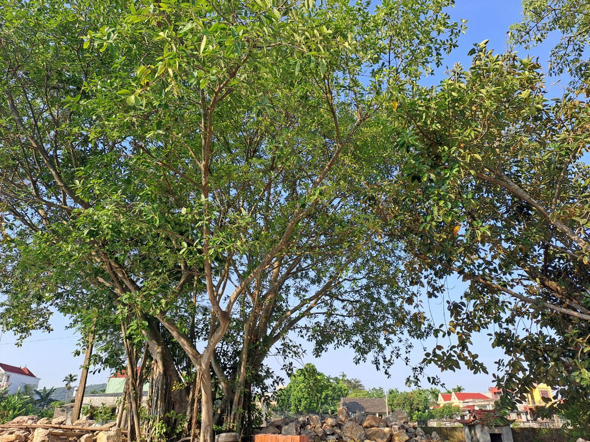 Không biết nguyên nhân là vì đâu, lúc này mọi người mới nhớ tới lời nguyền về hòn đá của Ngô Thái Cẩn. Dân trong làng cứ bàn tán nhau mãi, người tín tâm thì cho rằng tất cả là tại lời nguyền cay nghiệt kia. Chẳng biết có thật hay không nhưng bao năm rồi làng Xuân La không ai đỗ đạt hay làm to được.