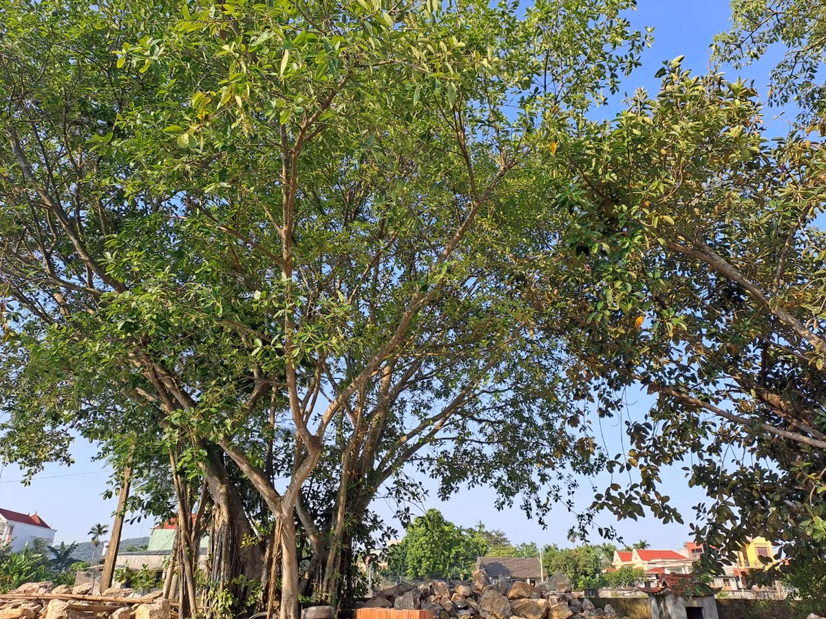 Không biết nguyên nhân là vì đâu, lúc này mọi người mới nhớ tới lời nguyền về hòn đá của Ngô Thái Cẩn. Dân trong làng cứ bàn tán nhau mãi, người tín tâm thì cho rằng tất cả là tại lời nguyền cay nghiệt kia. Chẳng biết có thật hay không nhưng bao năm rồi làng Xuân La không ai đỗ đạt hay làm to được.