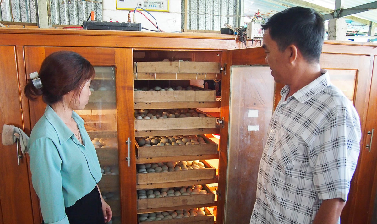 Nuôi "con của Trời" nông dân Sóc Trăng thu lời tiền tỷ - Hình 2 Nuoi