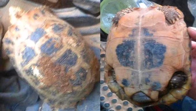 Rua nui vang cuc quy hiem xuat hien o Ha Tinh-Hinh-2