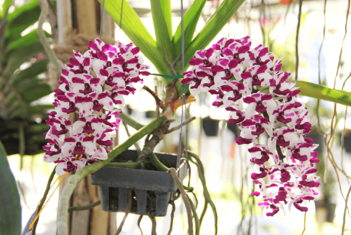 Chàng Việt kiều hồi hương trồng “lan rừng” thu lãi lớn - Hình 2 Chang Viet kieu hoi huong trong “lan rung” thu lai lon-Hinh-2