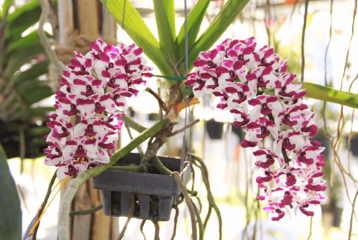 Chàng Việt kiều hồi hương trồng “lan rừng” thu lãi lớn - Hình 2 Chang Viet kieu hoi huong trong “lan rung” thu lai lon-Hinh-2