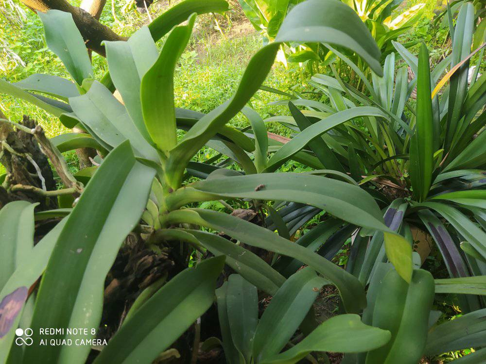 Chàng Việt kiều hồi hương trồng “lan rừng” thu lãi lớn Chang Viet kieu hoi huong trong “lan rung” thu lai lon