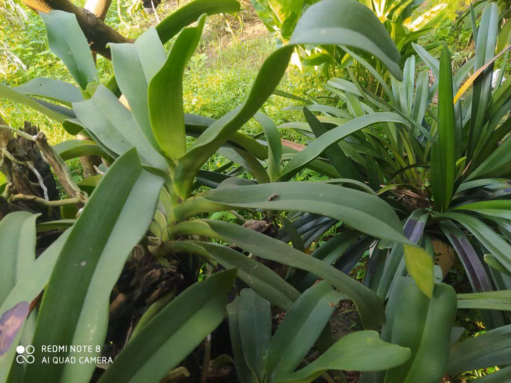 Chàng Việt kiều hồi hương trồng “lan rừng” thu lãi lớn Chang Viet kieu hoi huong trong “lan rung” thu lai lon