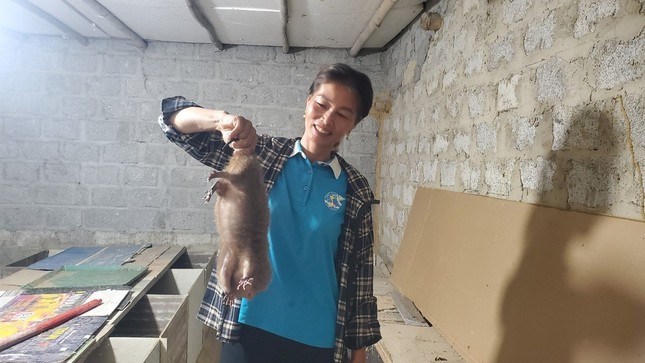 Thoát nghèo nhờ mô hình nuôi dúi và chim bồ câu Pháp - Hình 2 Thoat ngheo nho mo hinh nuoi dui va chim bo cau Phap-Hinh-2