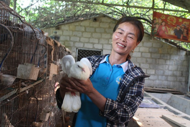 Thoát nghèo nhờ mô hình nuôi dúi và chim bồ câu Pháp Thoat ngheo nho mo hinh nuoi dui va chim bo cau Phap